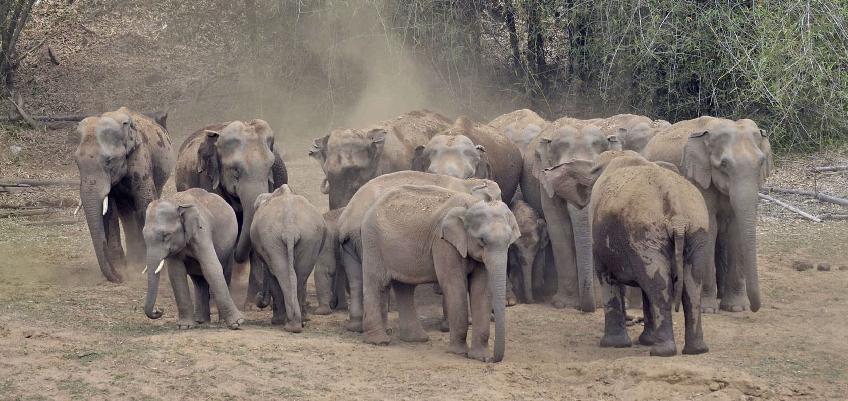 Elephants