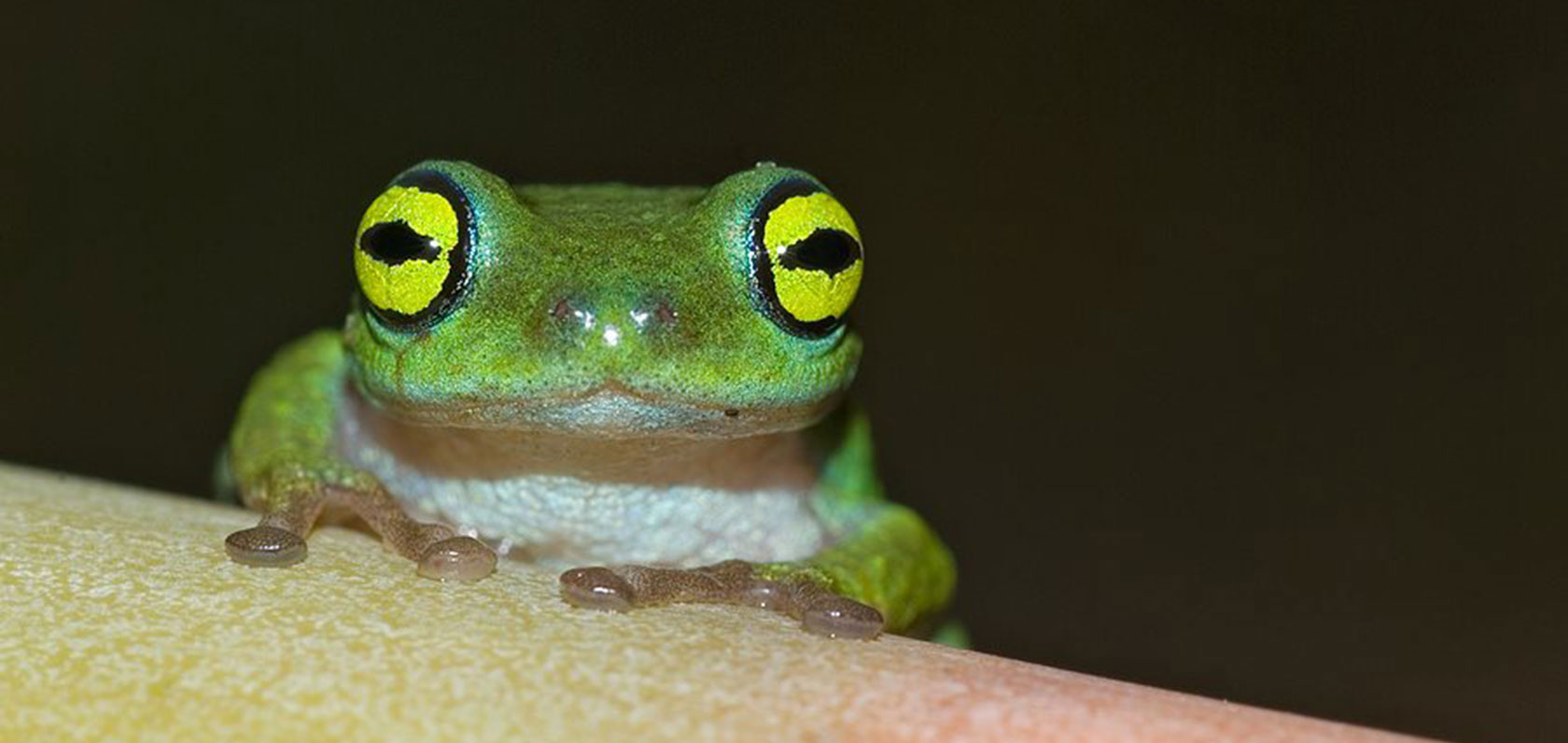 Frogs
