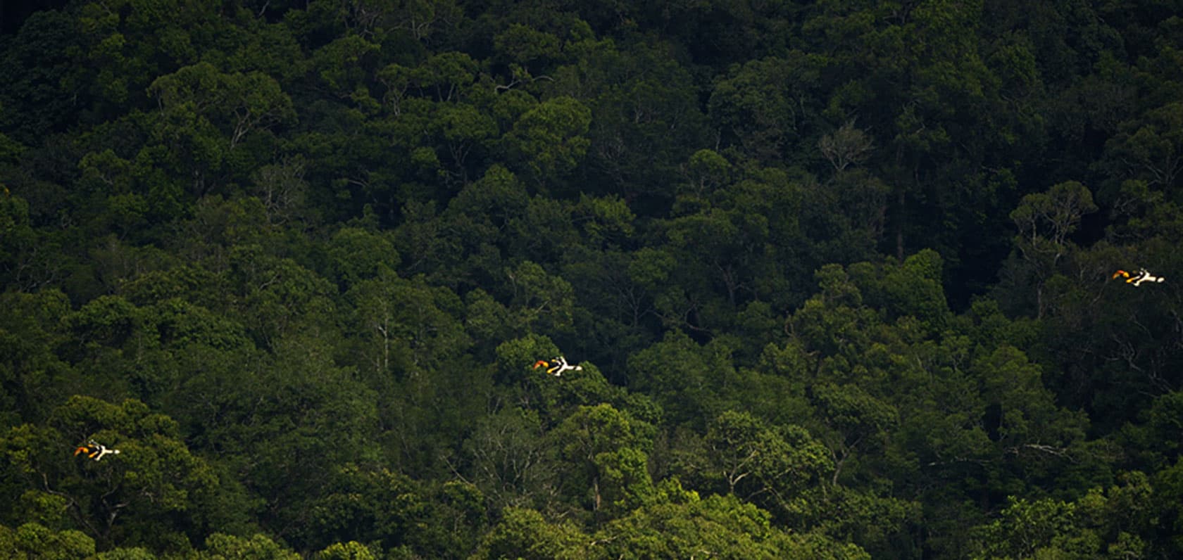 Hornbill