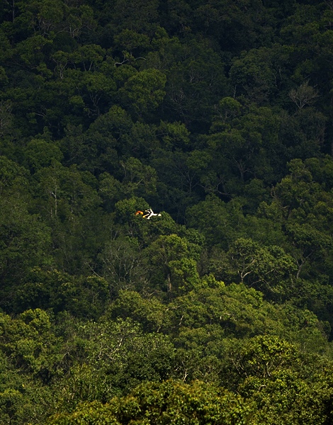 Hornbill
